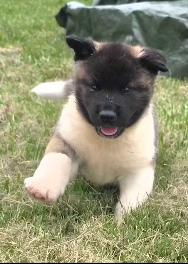 Akita Puppies media 3