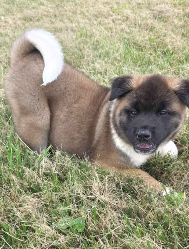 Akita Puppies media 7