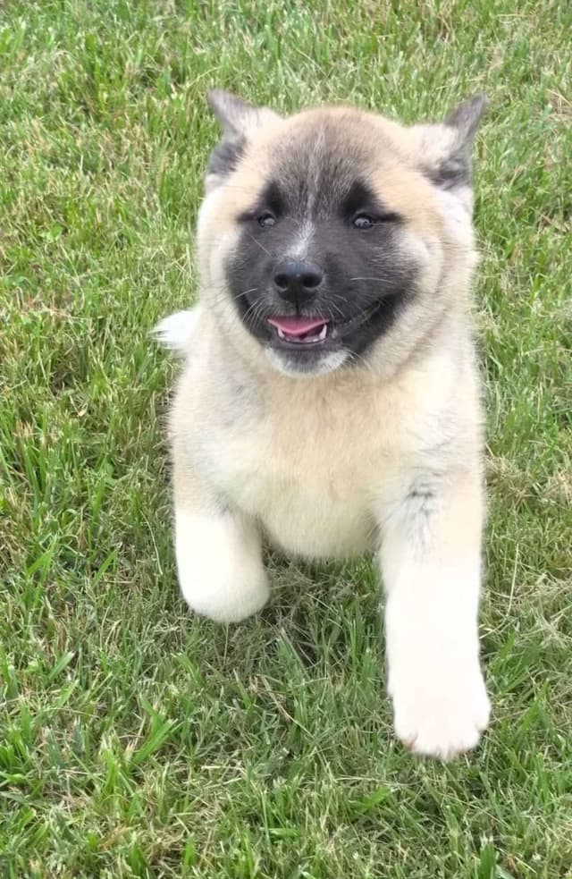 Akita Puppies media 8