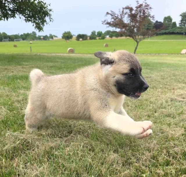 Akita Puppies media 9