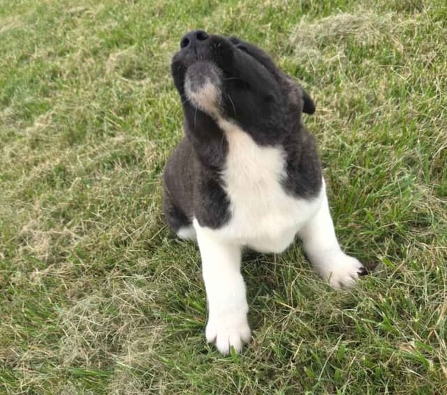 Akita Puppies media 11