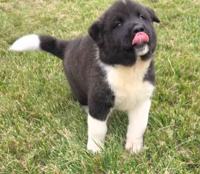 Akita Puppies media 12