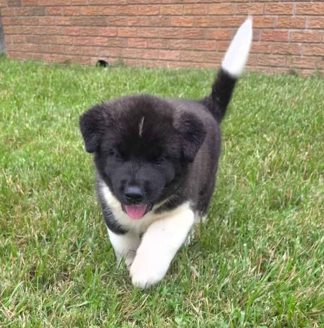 Akita Puppies media 13