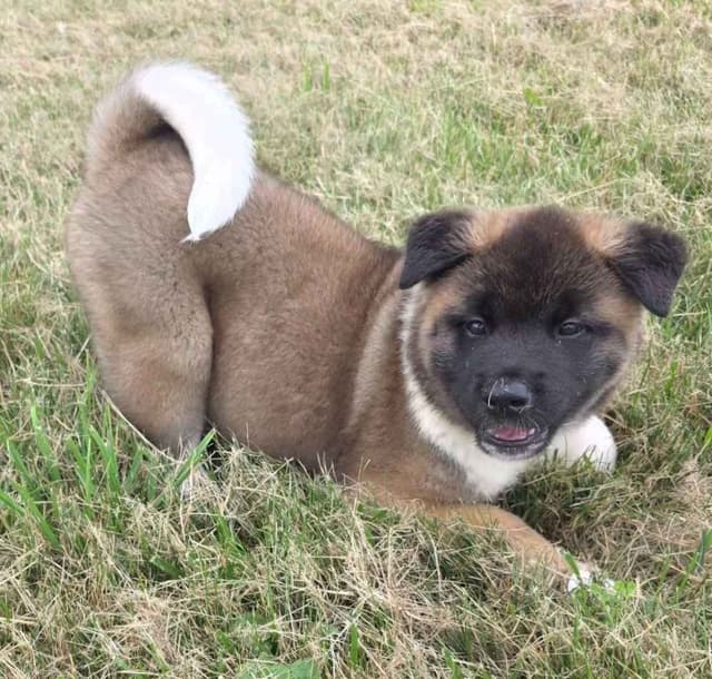 Akita Puppies media 15