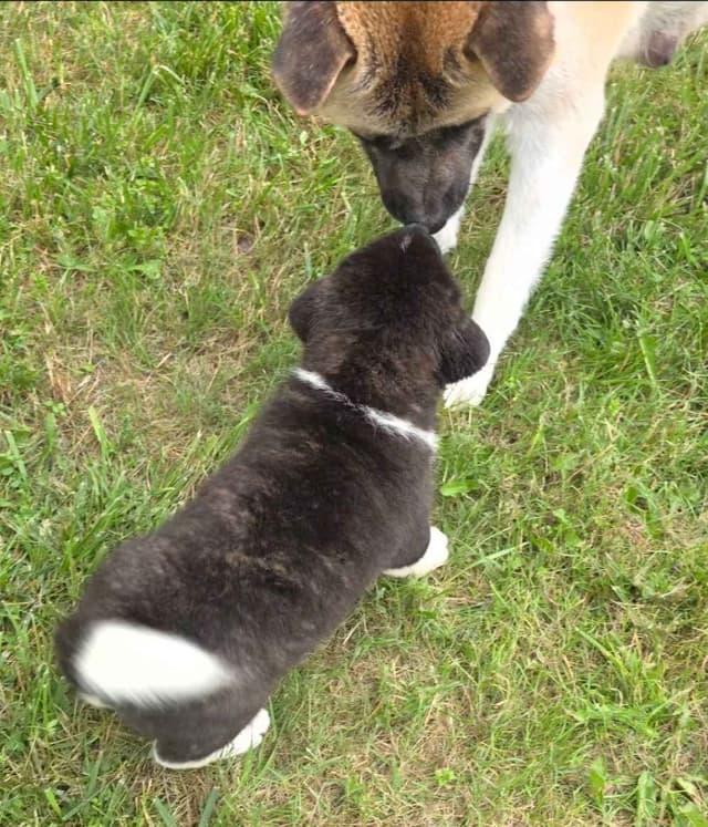Akita Puppies media 16