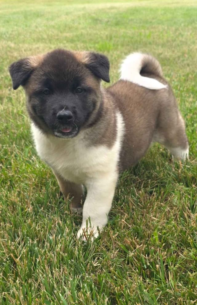 Akita Puppies media 17