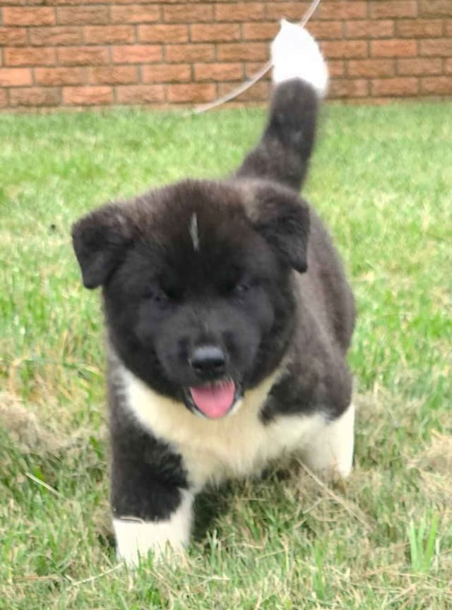 Akita Puppies media 18