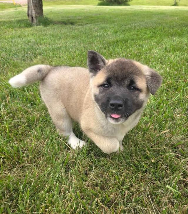 Akita Puppies media 19