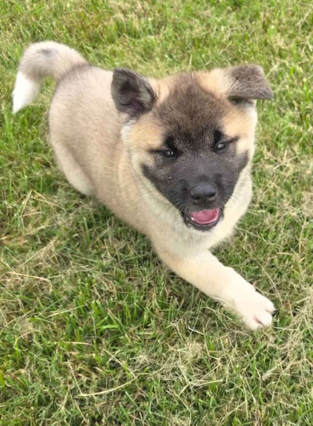 Akita Puppies media 20