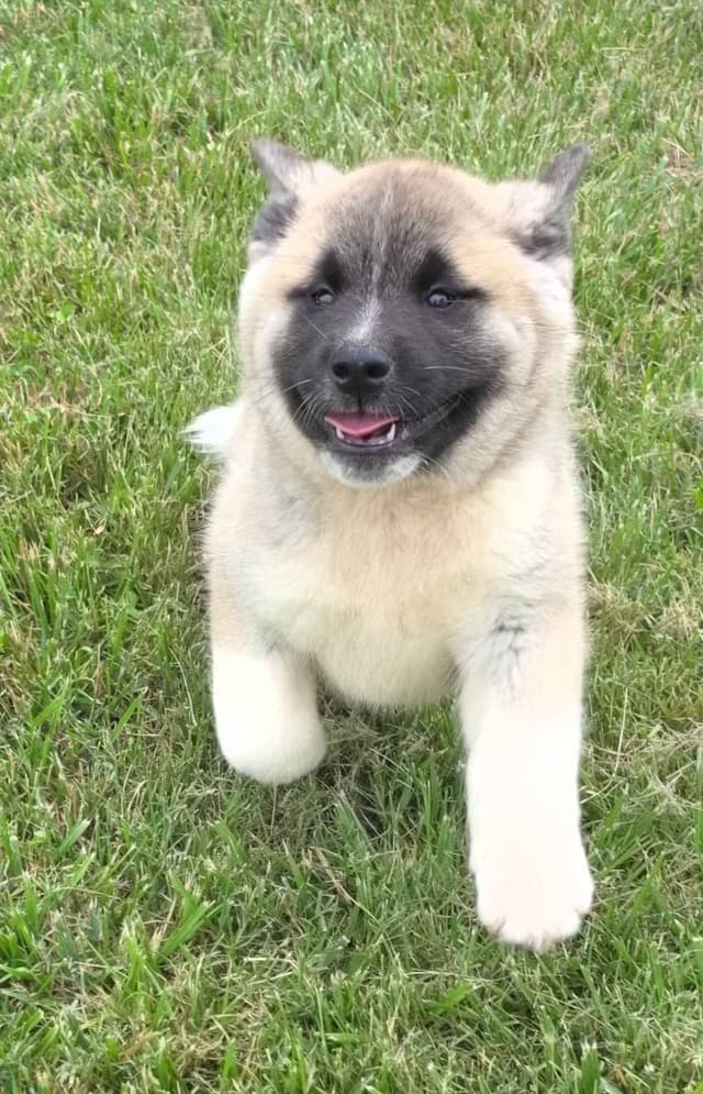 Akita Puppies media 21