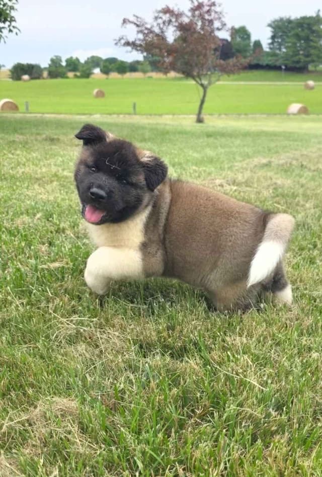 Akita Puppies media 22