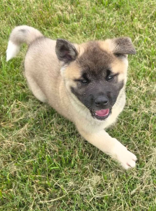 Akita Puppies media 23