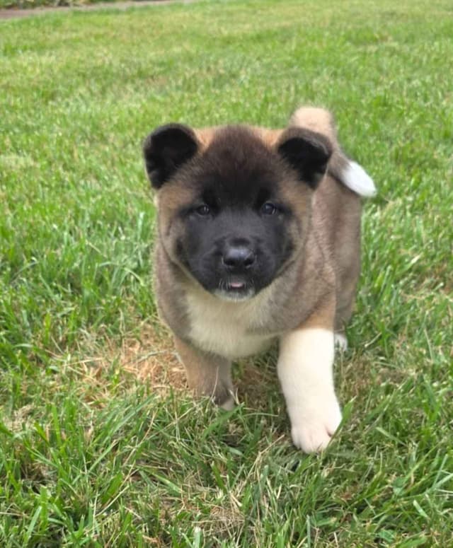 Akita Puppies media 24