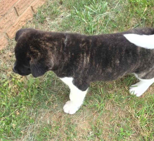 Akita Puppies media 25