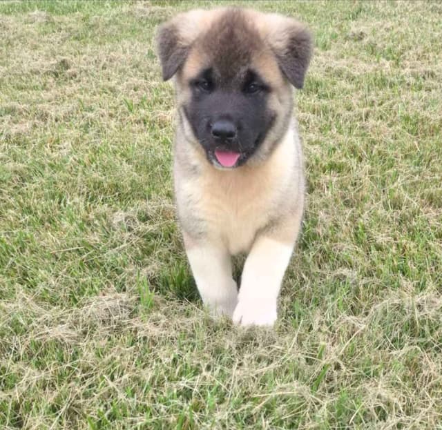 Akita Puppies media 26
