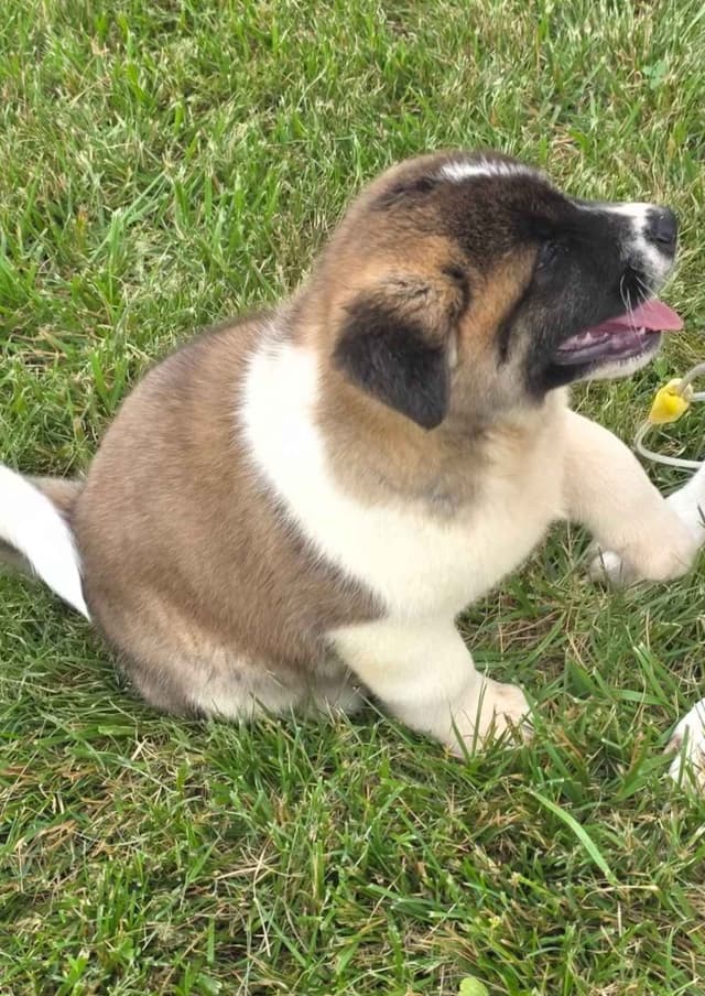 Akita Puppies media 27