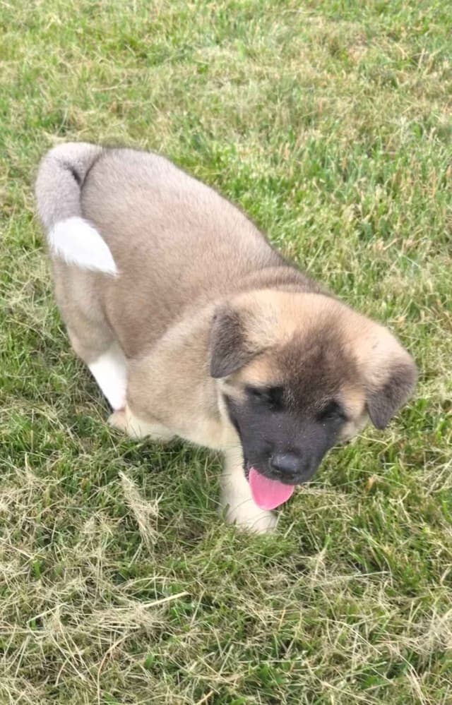 Akita Puppies media 28