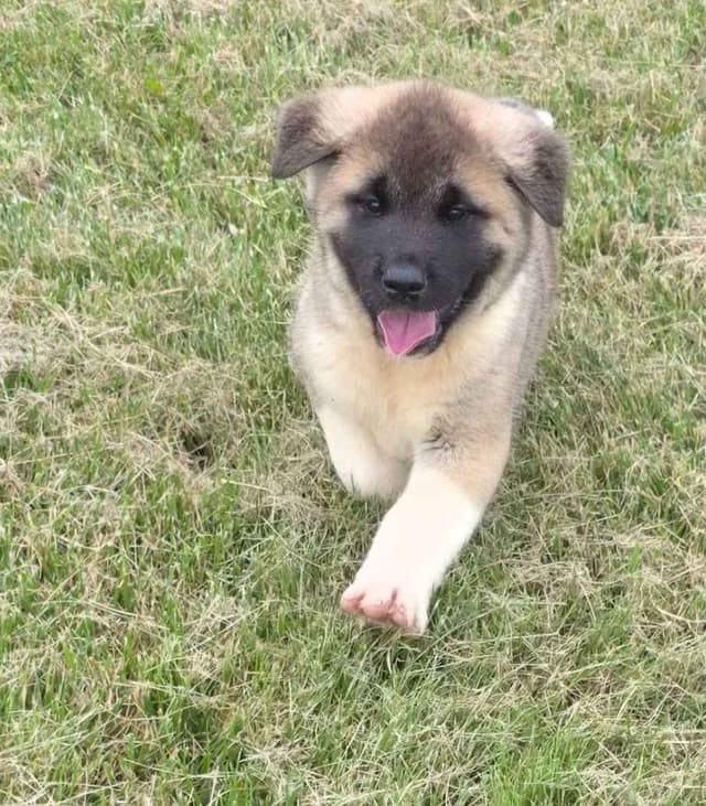 Akita Puppies media 29