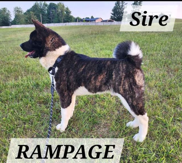 Akita Puppies media 4