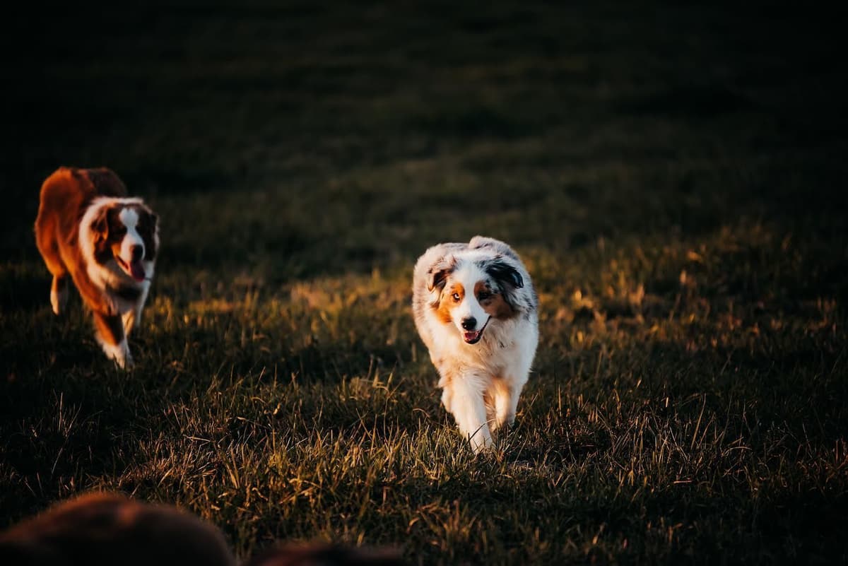 Top Draft Genetics Australian Shepherd Puppies breeder image 3