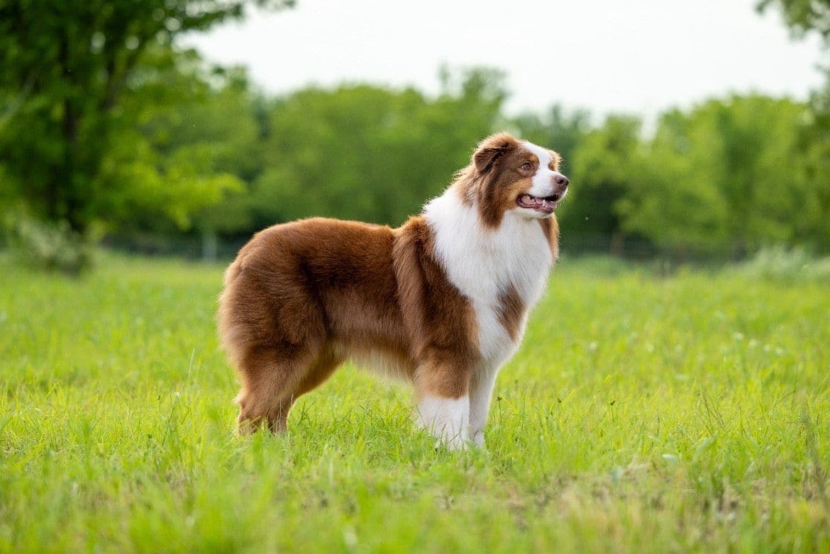 Top Draft Genetics Australian Shepherd Puppies breeder image 4