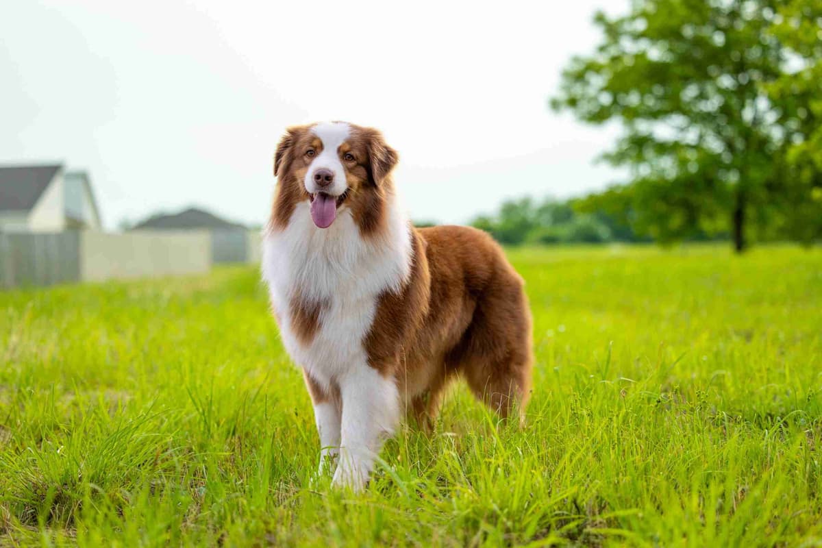 Top Draft Genetics Australian Shepherd Puppies breeder image 5