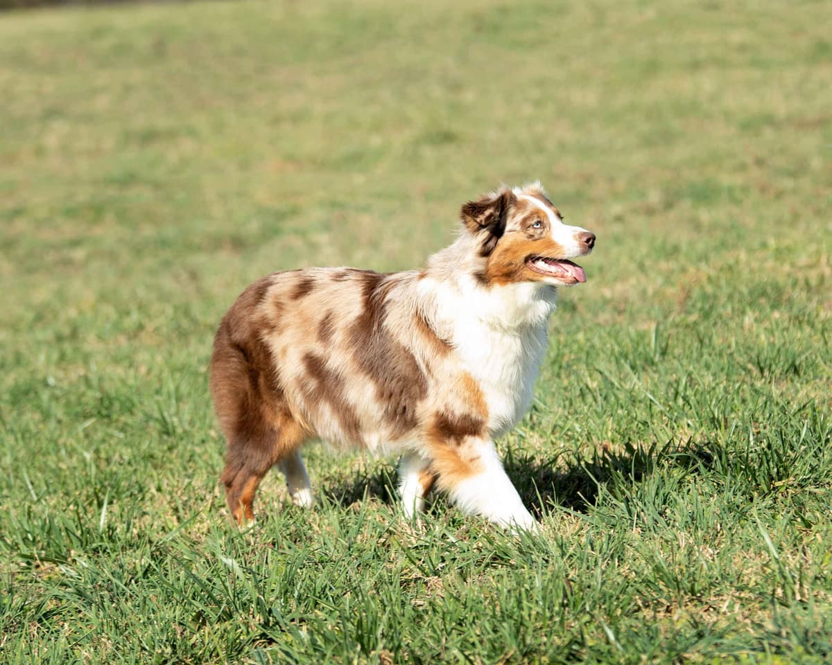 Top Draft Genetics Australian Shepherd Puppies breeder image 6
