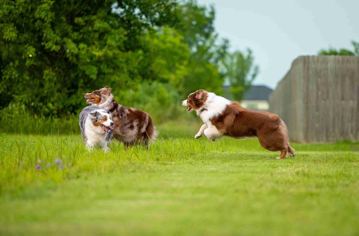 Top Draft Genetics Australian Shepherd Puppies breeder image 2