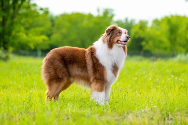 Top Draft Genetics Australian Shepherd Puppies media 2