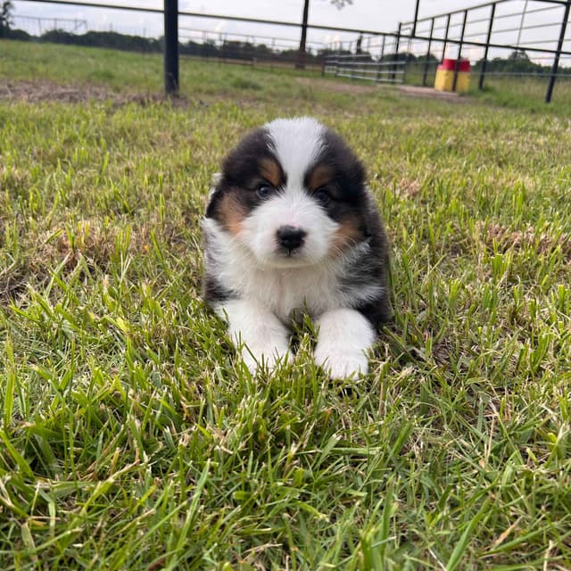 Top Draft Genetics Australian Shepherd Puppies media 5