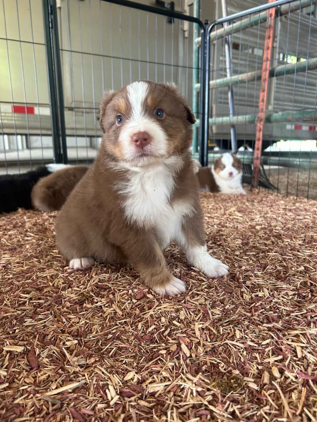 Top Draft Genetics Australian Shepherd Puppies media 7