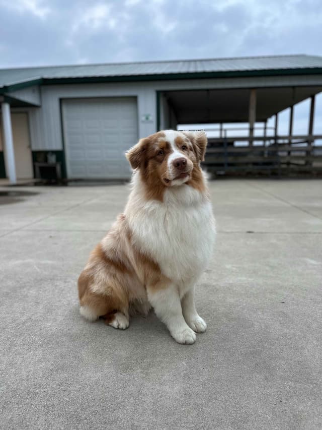 Top Draft Genetics Australian Shepherd Puppies media 12
