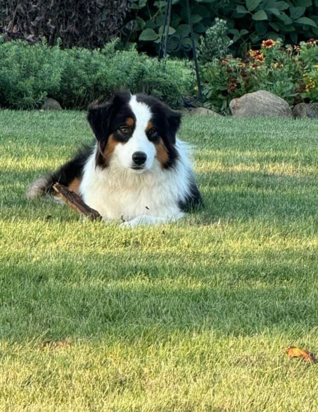 Top Draft Genetics Australian Shepherd Puppies media 13