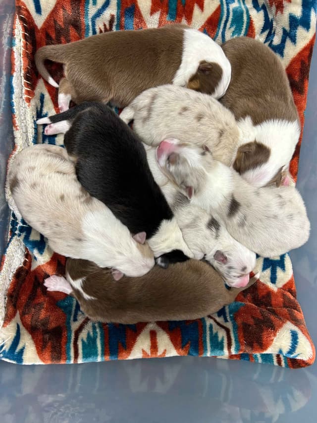 Top Draft Genetics Australian Shepherd Puppies media 16