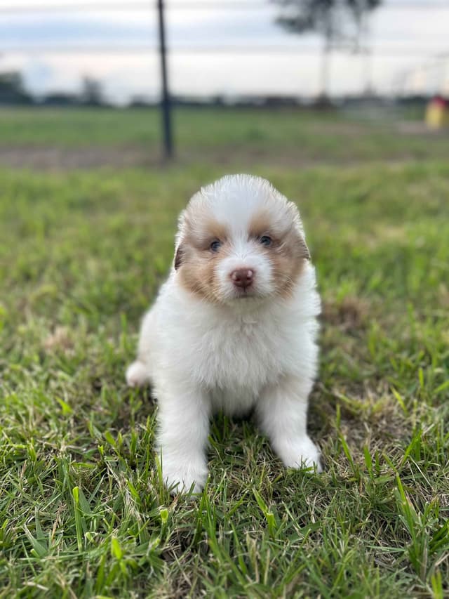 Top Draft Genetics Australian Shepherd Puppies media 10