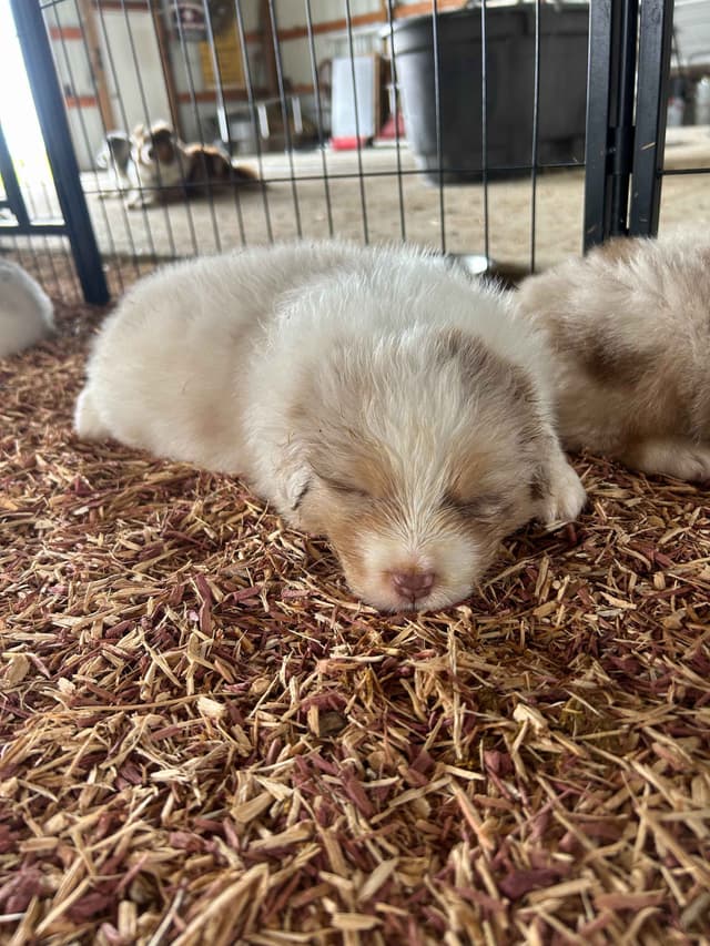 Top Draft Genetics Australian Shepherd Puppies media 11