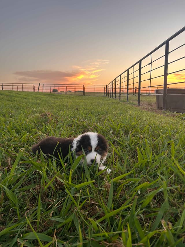 Top Draft Genetics Australian Shepherd Puppies media 3