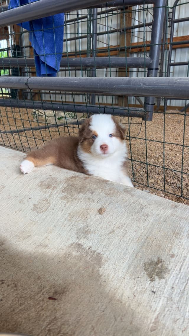 Top Draft Genetics Australian Shepherd Puppies media 9