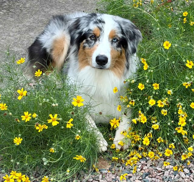 Top Draft Genetics Australian Shepherd Puppies media 15