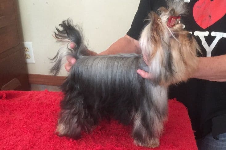 Yorkshire Terrier Puppies breeder image 2