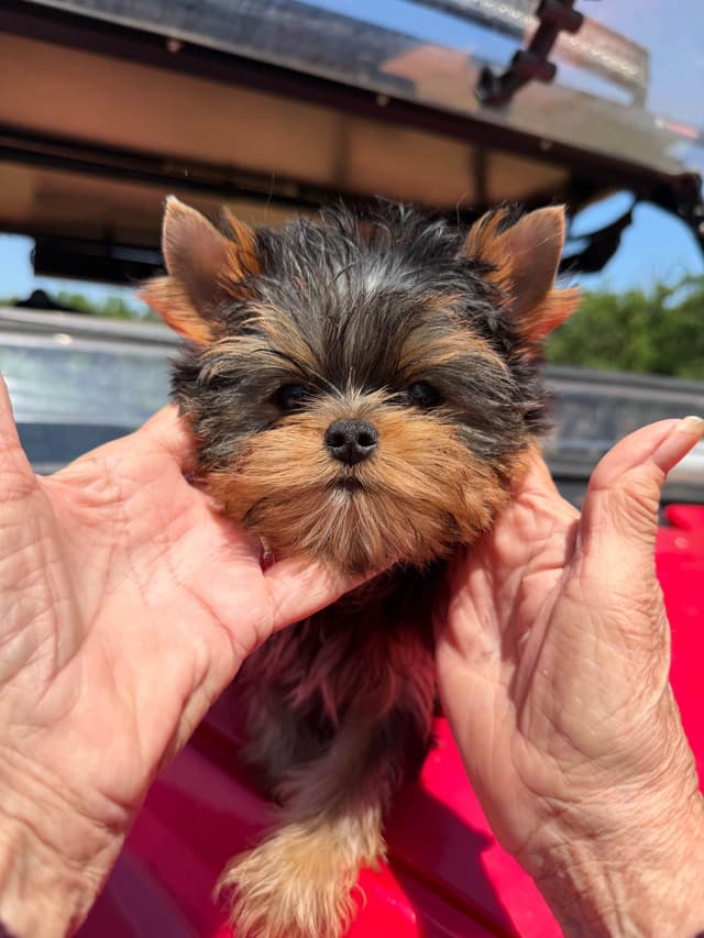 Yorkshire Terrier Puppies media 2