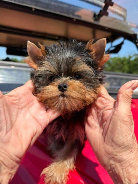 Yorkshire Terrier Puppies media 4