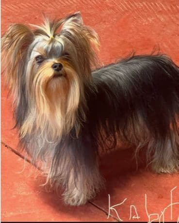 Yorkshire Terrier Puppies media 3