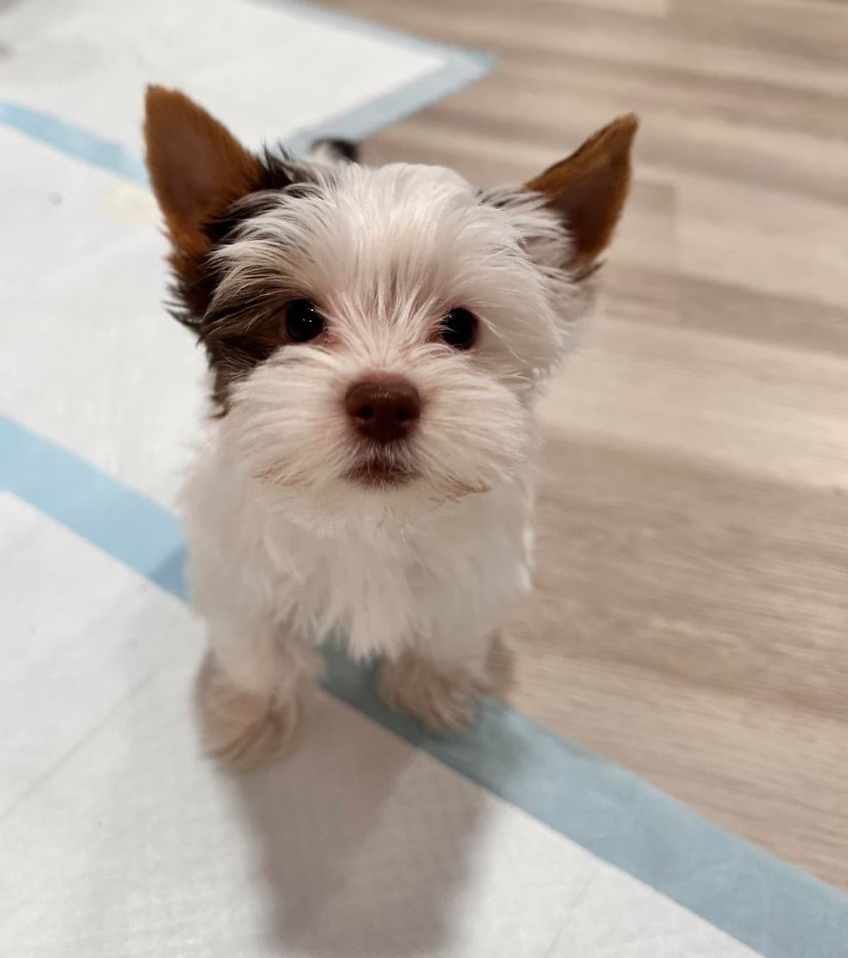 Yorkshire Terrier Puppies breeder image 1