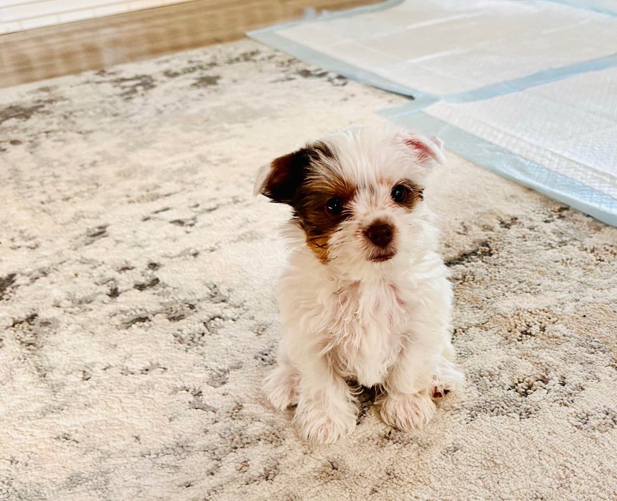 Yorkshire Terrier Puppies breeder image 4