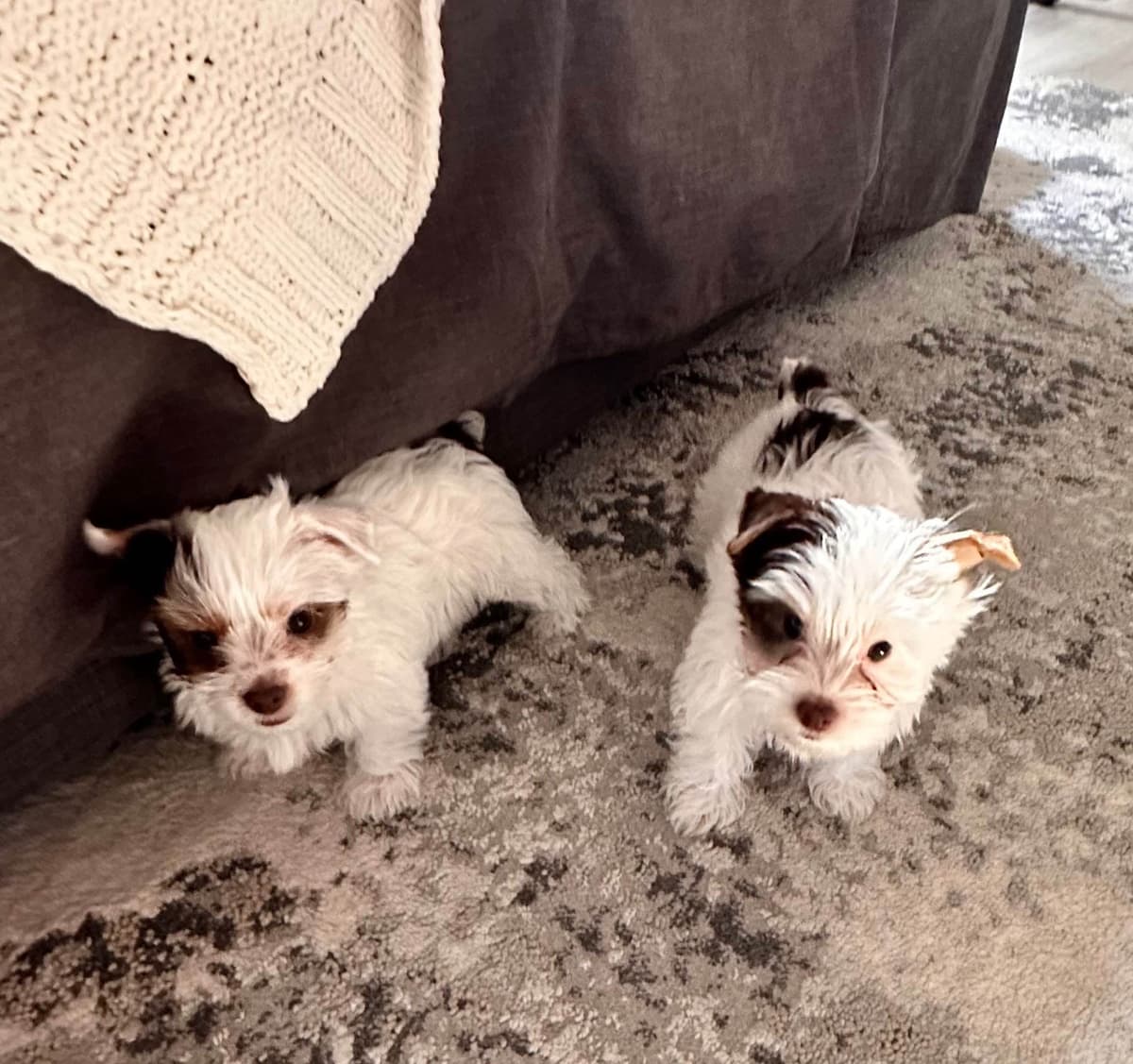 Yorkshire Terrier Puppies breeder image 5