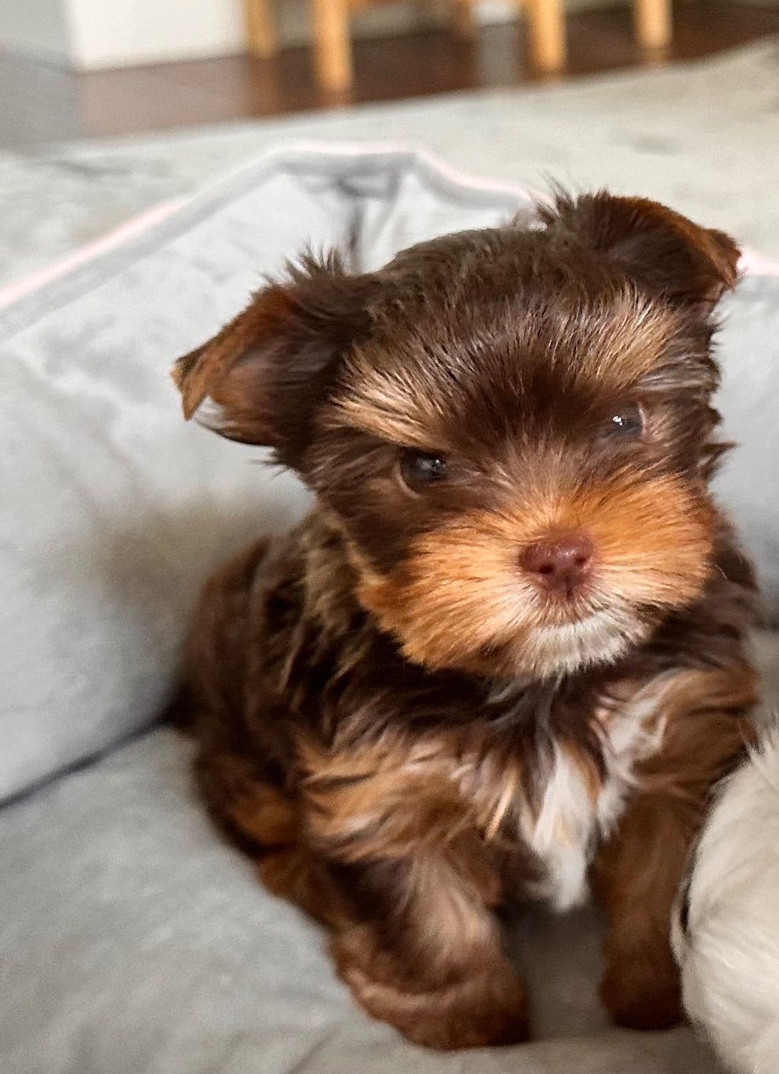 Yorkshire Terrier Puppies breeder image 7