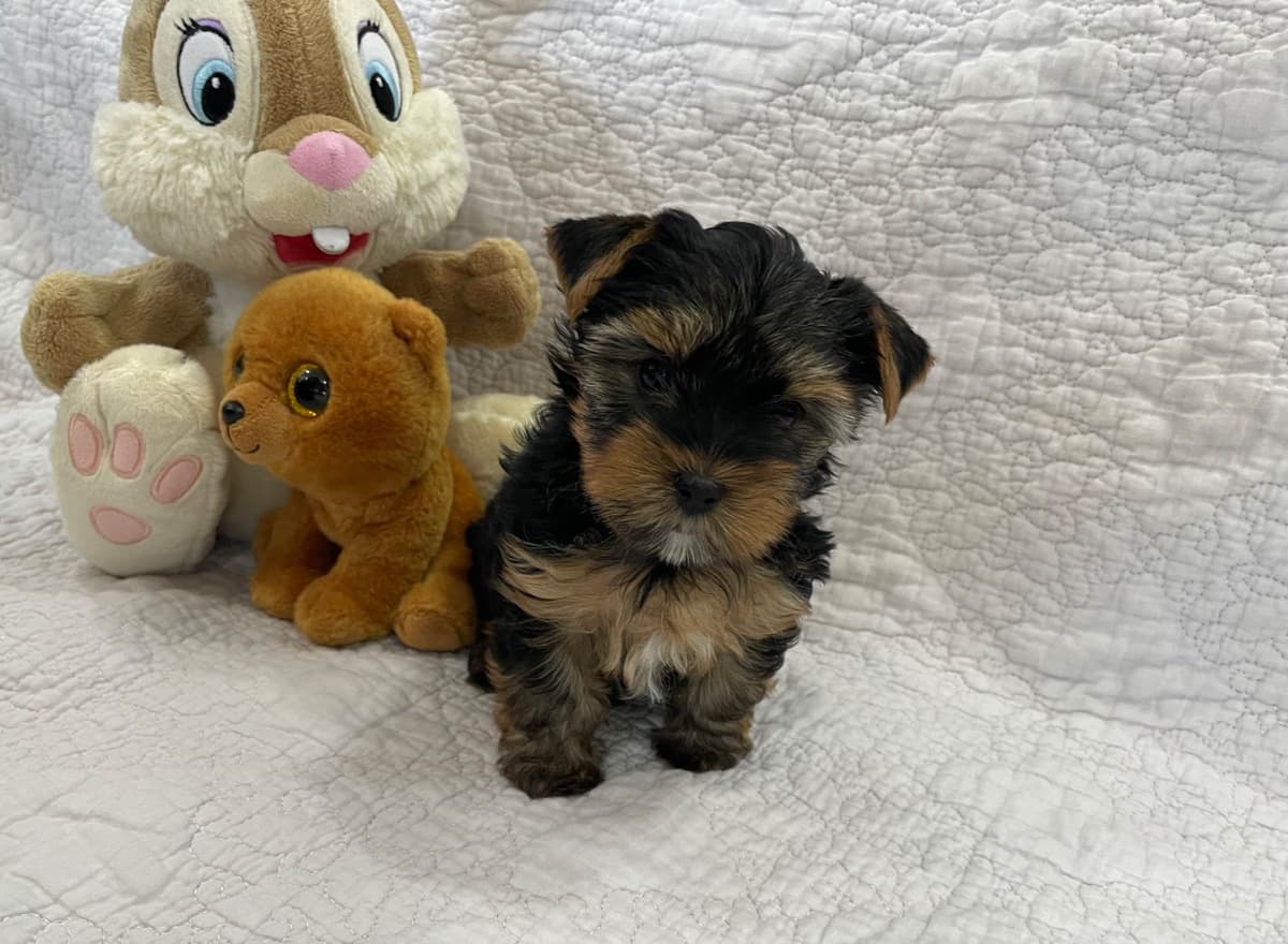 Yorkshire Terrier Puppies breeder image 8