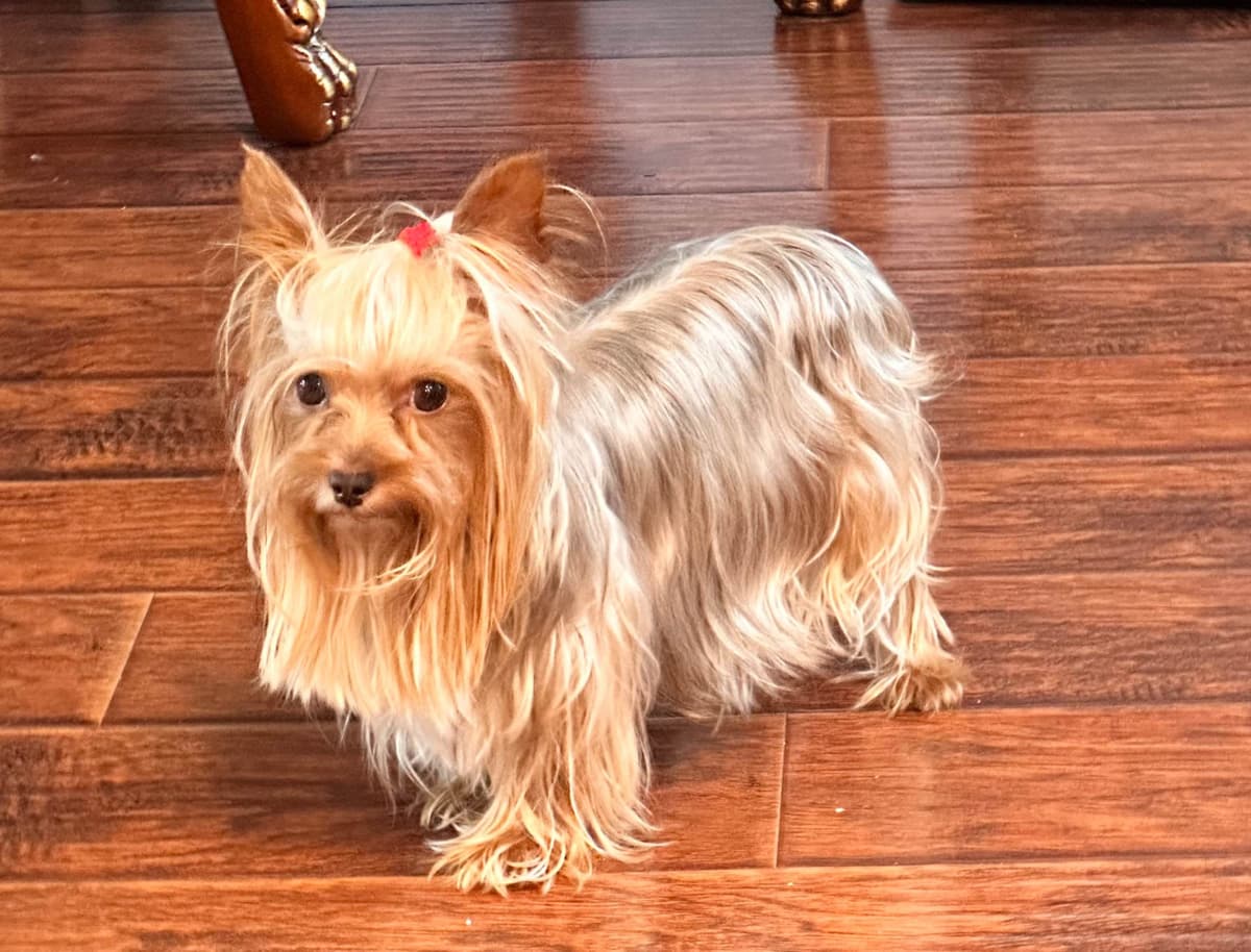 Yorkshire Terrier Puppies breeder image 10