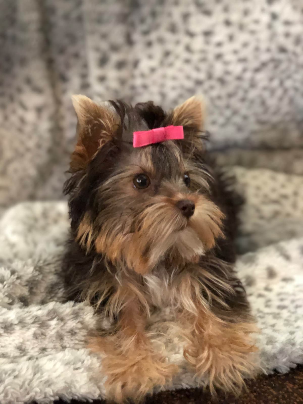 Yorkshire Terrier Puppies breeder image 11